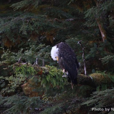 Bald eagle preening in tree