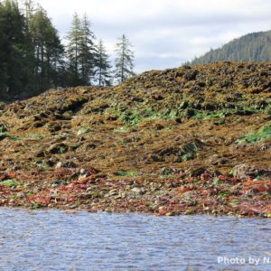 seaweed bed