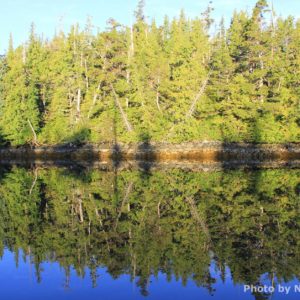 Coniferous forest