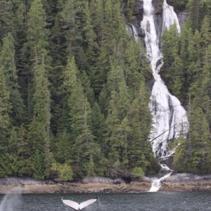 Waterfall with whales