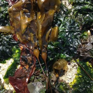 Giant Kelp