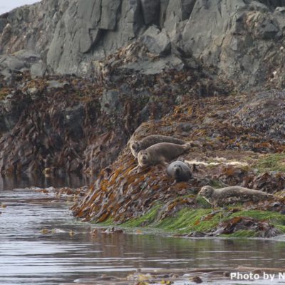 Stellar sea lions resting on rocks