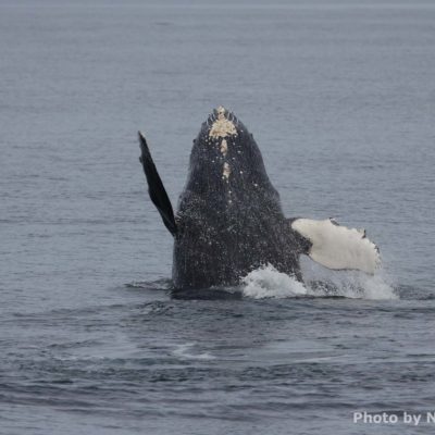 grey whale spyhopping