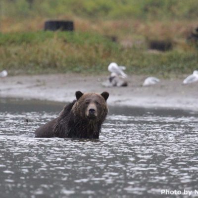 Grizzly in water