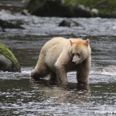 Spirit bear walking in river
