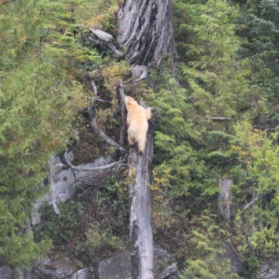 Spirit bear climbing tree