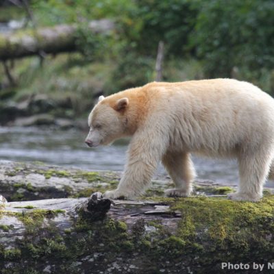 Spirit bear walking on log