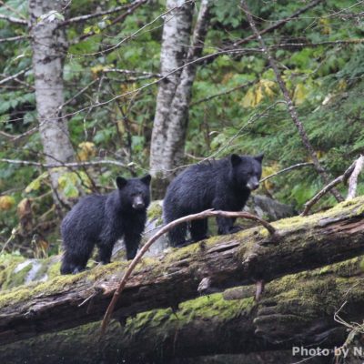 Black bear cubs walking on log