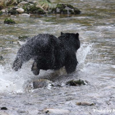 Black bear cub jumping for fish