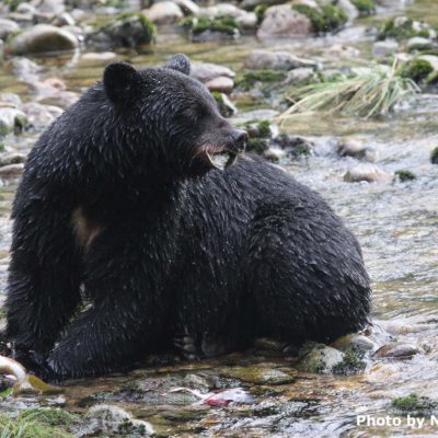 Black bear in river