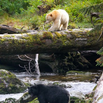 Spirit bear and black bear