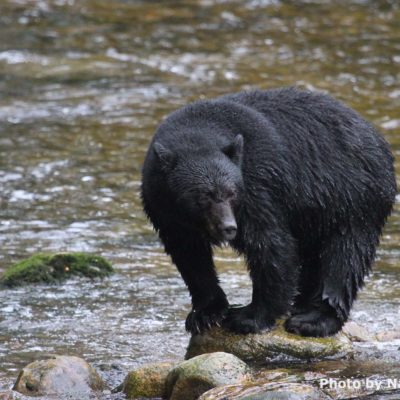 Black bear walk along river