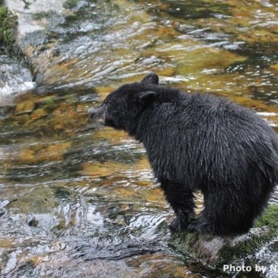 Black bear cub in river