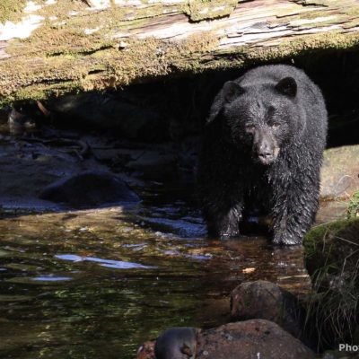 Black bear walking under log