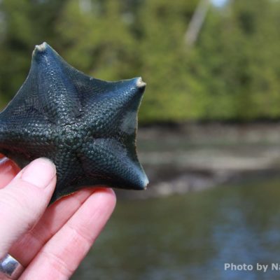 Bat Star fish