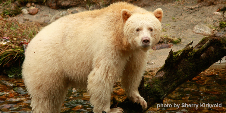 Kermode bear, spirit bear