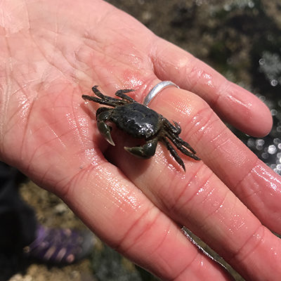 small purple shore crab sitting in person's hand
