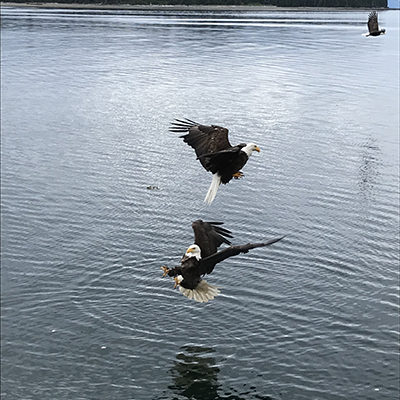 Bald Eagles hunting for fish
