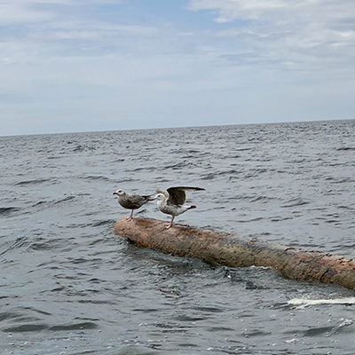 Seagulls perched on log floating in ocean