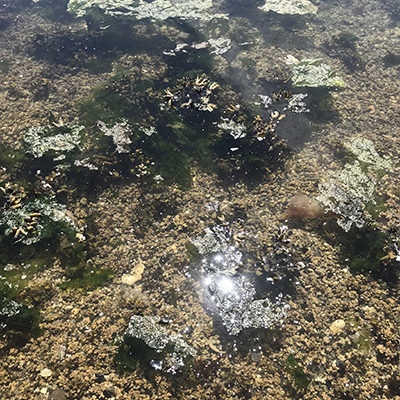 algae in ocean