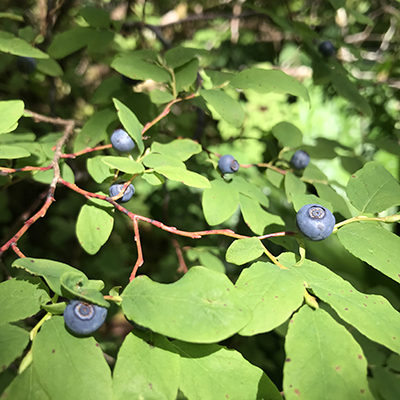 oval-leafed blueberry plant