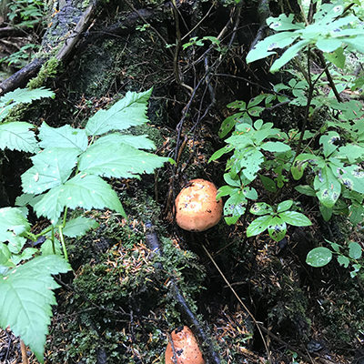 Bolete fungi growing on forest floor