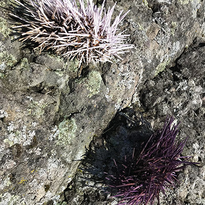 Sea urchins living on rocky reef