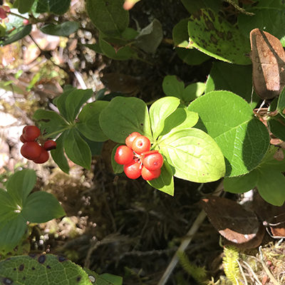 Bunchberry plant