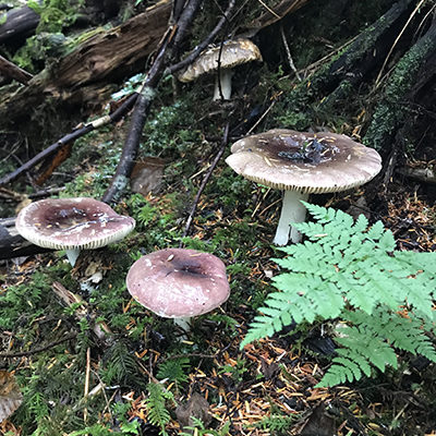 Russella mushroom growing on forest floor
