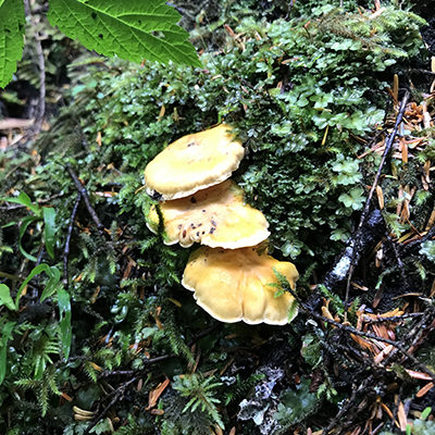 Golden chanterelle mushroom growing on forest floor
