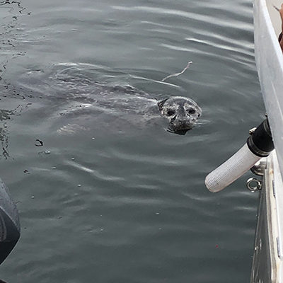 Harbour Seal rising from ocean surface
