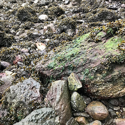 green algae and fucus algae growing on coastal rocks