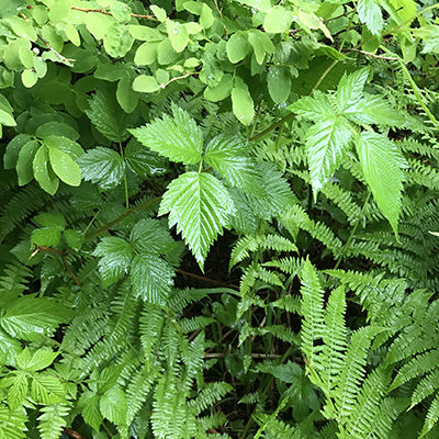 Salmonberry and Ladyfern plant grouping