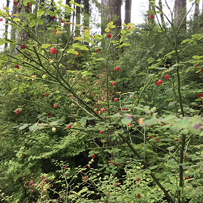 Red Huckleberry plant