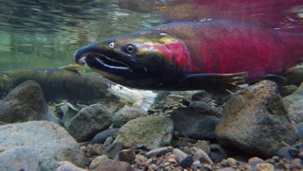 Wild Pacific salmon