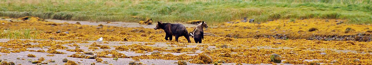 brown bears in the great bear rainforest