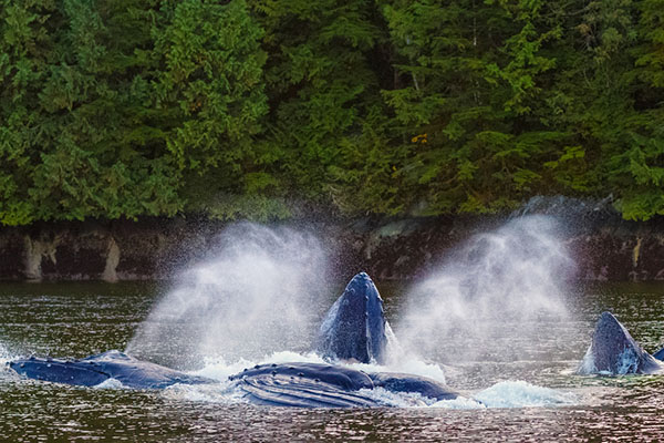 Humpback Whales Feeding along British Columbia Coast in Canada's Great Bear Rainforest