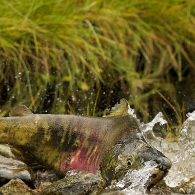 Huge Chum Salmon struggling up a spawning stream (taken in Heiltsuk territory)