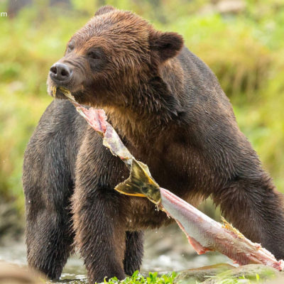 Grizzly bear feeding on chum salmon (taken in Kitasoo Xai Xais territory)
