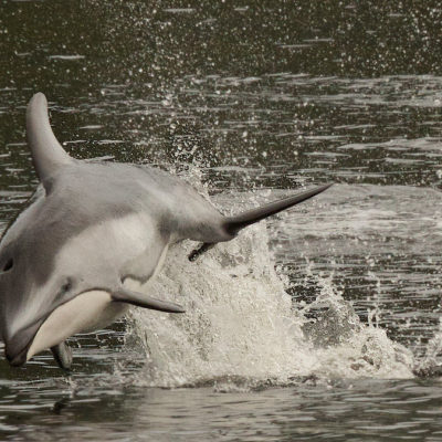 Pacific white sided dolphins (taken in Kitasoo Xai Xais territory)