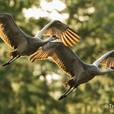 Sandhill cranes (taken in Heiltsuk territory)