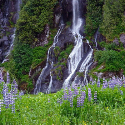 Waterfalls and Wildflowers (taken in Gitga’at / Haisla territory)